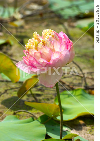 beautiful pink lotus flower in blooming beautiful pink lotus flower in blooming 20318656