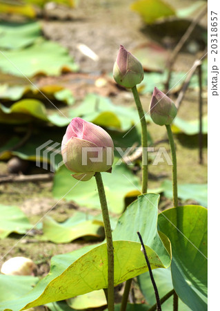 beautiful pink lotus flower in blooming 20318657