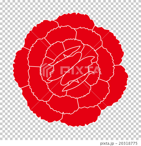 Illustration Carnation 20318775
