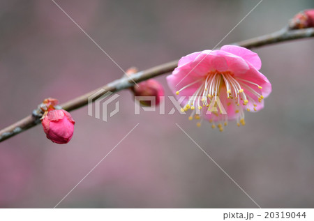 ウメ 20319044