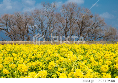 滋賀県守山市なぎさ公園で撮影した菜の花と蓬莱山の写真素材