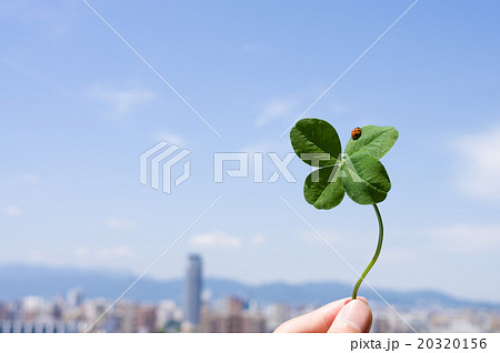 幸運の四つ葉のクローバーの上にはてんとうむし 都会と青空背景 幸運の四つ葉のクローバーの上にはてんとうむし 都会と青空背景 20320156