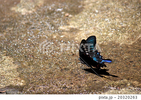 深山烏揚羽 深山烏揚羽 20320263