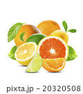 Fresh Set of Citrus Fruits on White Background 20320508