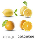 Fresh Set of Citrus Fruits on White Background 20320509