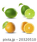 Fresh Set of Citrus Fruits on White Background 20320510