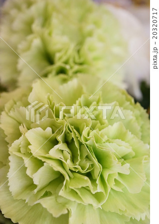 Green Carnation（緑色のカーネーション：プラドミント） 20320717