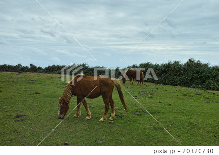 与那国島　南牧場の与那国馬 20320730