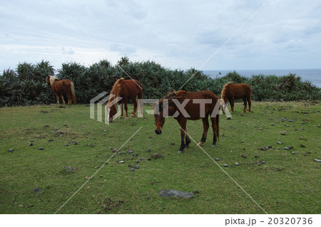 与那国島　南牧場の与那国馬 20320736