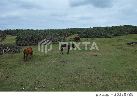 与那国島　南牧場の与那国馬 20320739