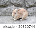 うさぎ島のうさぎ 20320744