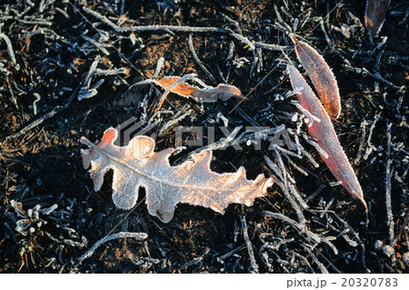Autumn leaves of frost 20320783