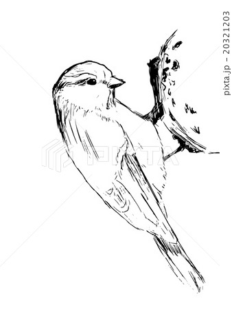 Sketch tit bird. Vector illustration 20321203