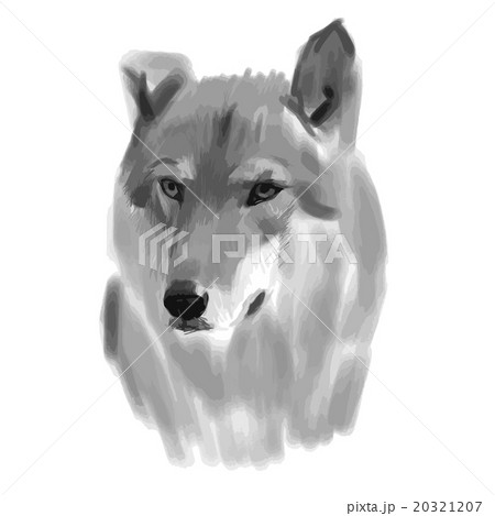 Vector sketch of a wolf face 20321207