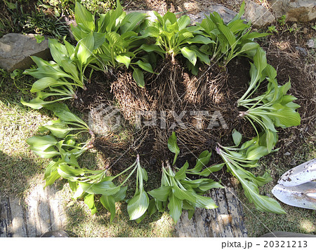 ギボウシの株分け ギボウシの株分け 20321213