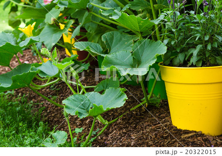 A variety of plants and vegetables grown in the garden, close up 20322015