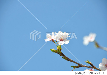 桜の春の写真 20322184