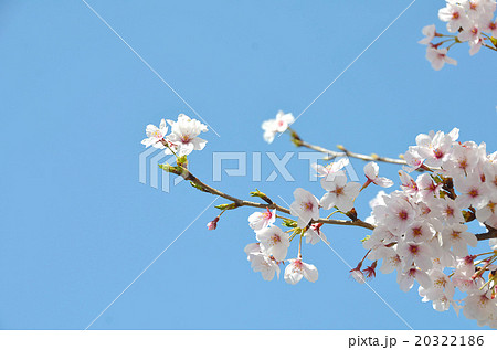 桜の春の写真 20322186