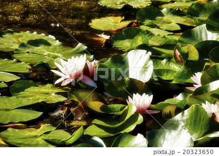 blooming water lilies. blooming water lilies. 20323650