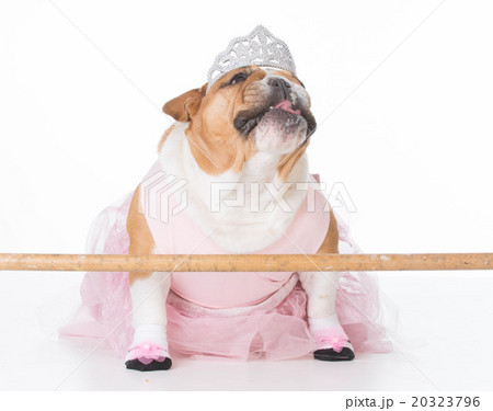 dog dressed like a ballerina 20323796