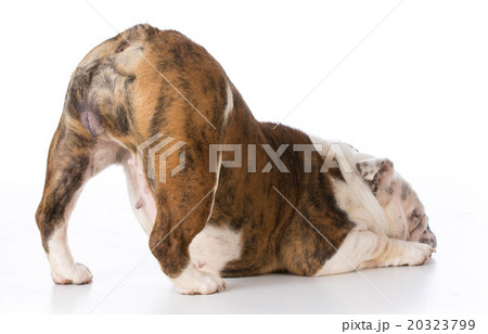 dog bowing dog bowing 20323799