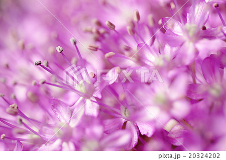 macro photography of allium giganteum pistals macro photography of allium giganteum pistals 20324202