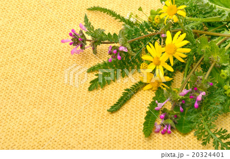 wildflowers, chamomiles, milfoil wildflowers, chamomiles, milfoil 20324401