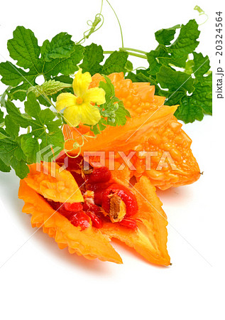 bitter gourd isolated on white background bitter gourd isolated on white background 20324564