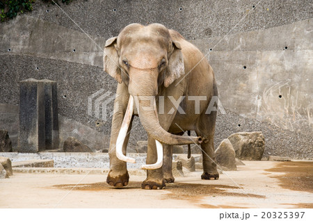 金沢動物園|日本一牙の長いインドゾウ 金沢動物園|日本一牙の長いインドゾウ 20325397