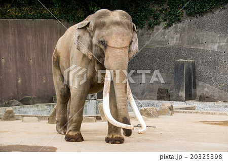 金沢動物園｜日本一牙の長いインドゾウ 20325398