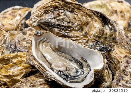 牡蛎 20325510