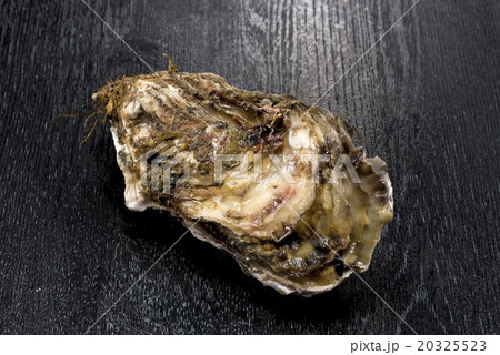 牡蛎 20325523