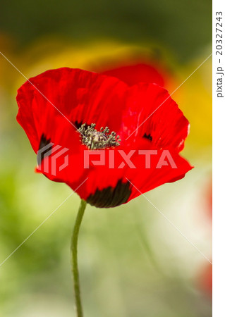 オニゲシ 20327243