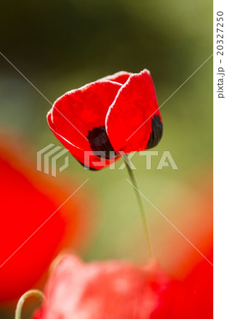 オニゲシ オニゲシ 20327250