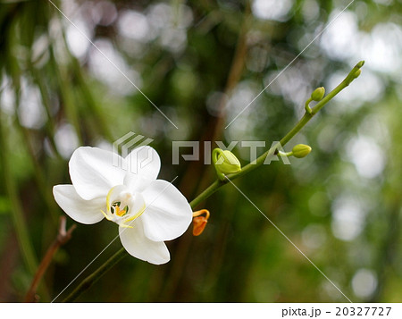 cute white lovely cute orchids flowers outdoor 20327727