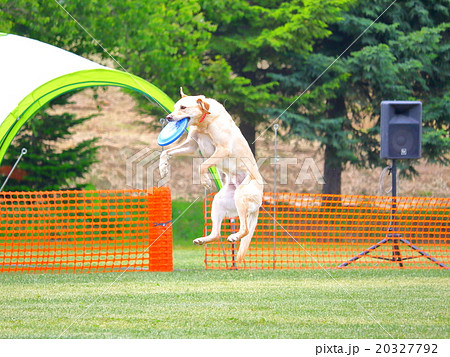フリスビー犬のジャンプとキャッチ ラブラドールレトリバーの写真素材