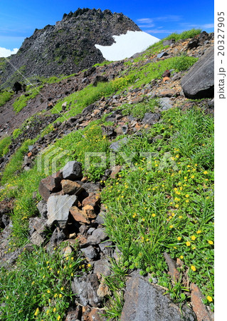 高山植物と鳥海山山頂 20327905