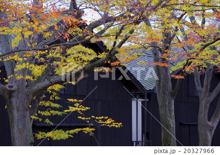 紅葉の欅 黒壁の倉庫 紅葉の欅 黒壁の倉庫 20327966