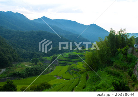 小豆島 中山千枚田の写真素材