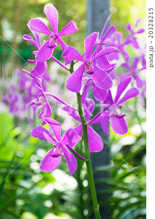 Beautiful pink and purple orchid. 20328215