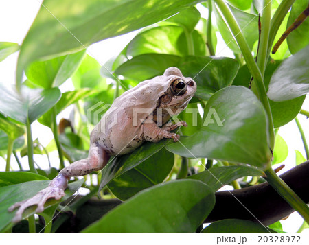 活発なアマガエル 20328972