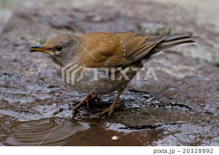 シロハラ 20328992