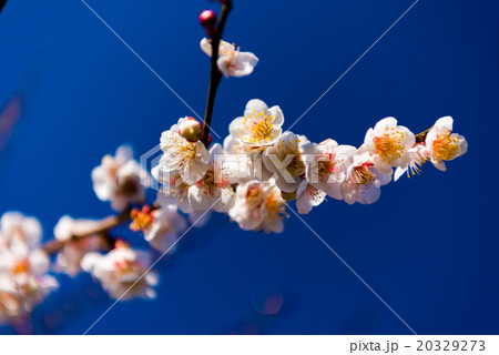 梅の花 20329273