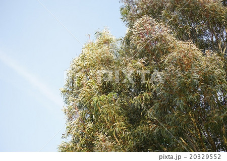 コアラの好物ユーカリの葉 コアラの好物ユーカリの葉 20329552