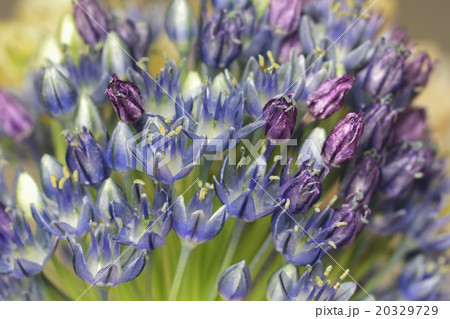 アリウム・ﾌﾞﾙ－パフューム　花 20329729