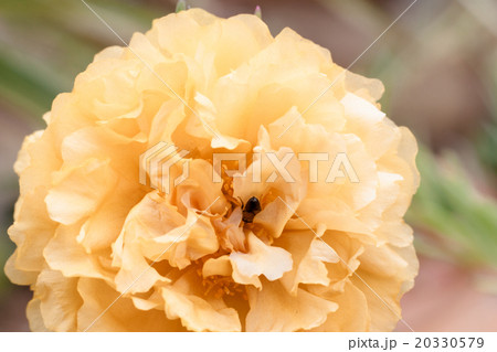 common Purslane flower. common Purslane flower. 20330579
