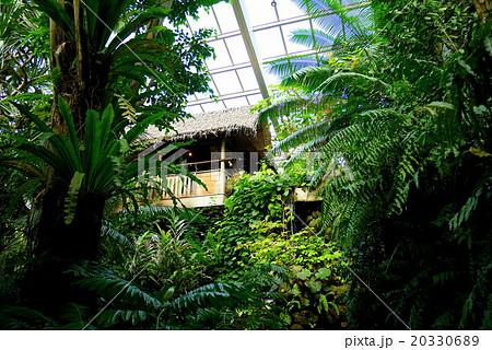 板橋区立熱帯環境植物館のマレーハウス 1月 東京都板橋区の写真素材 3306