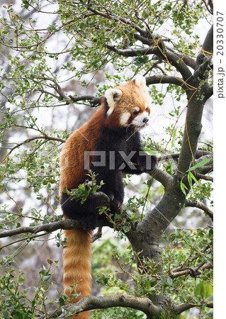 木登りレッサーパンダ 木登りレッサーパンダ 20330707