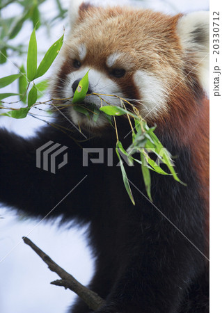 レッサーパンダ レッサーパンダ 20330712