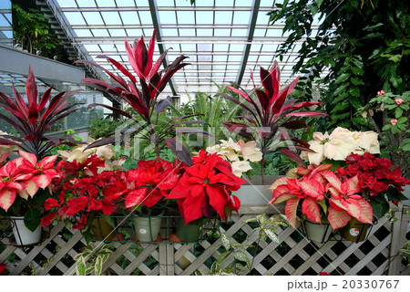 板橋区立熱帯環境植物館のポインセチア 1月 東京都板橋区の写真素材